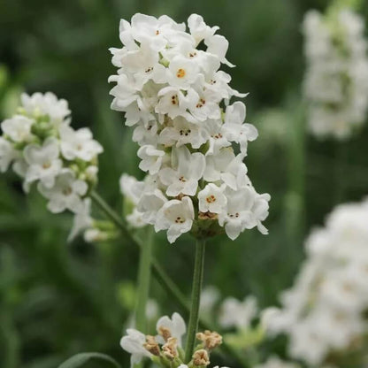 White Lavender  Seeds