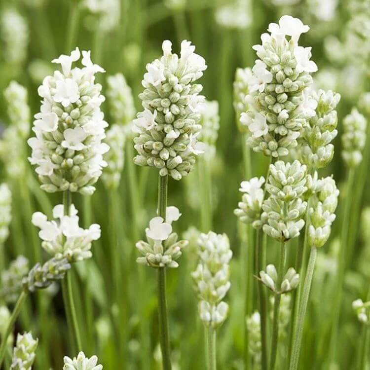 White Lavender  Seeds