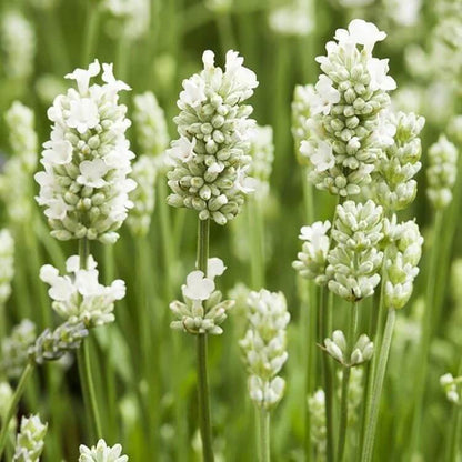 White Lavender  Seeds
