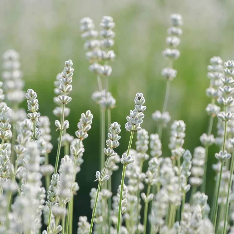 White Lavender  Seeds