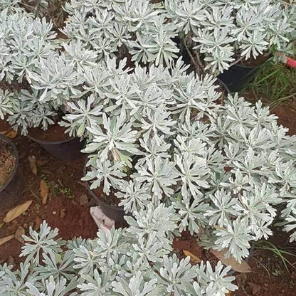 White Lavender  Seeds