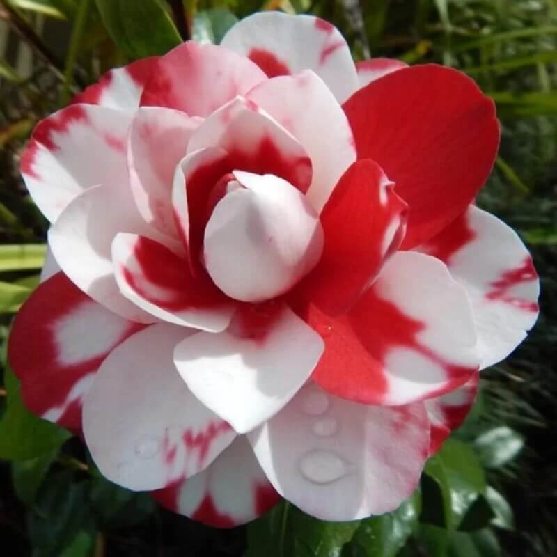 White Light Red Camellia Seeds 