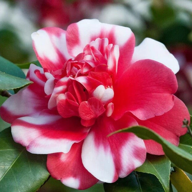 White Light Red Camellia Seeds 