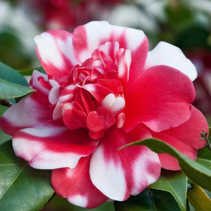White Light Red Camellia Seeds 