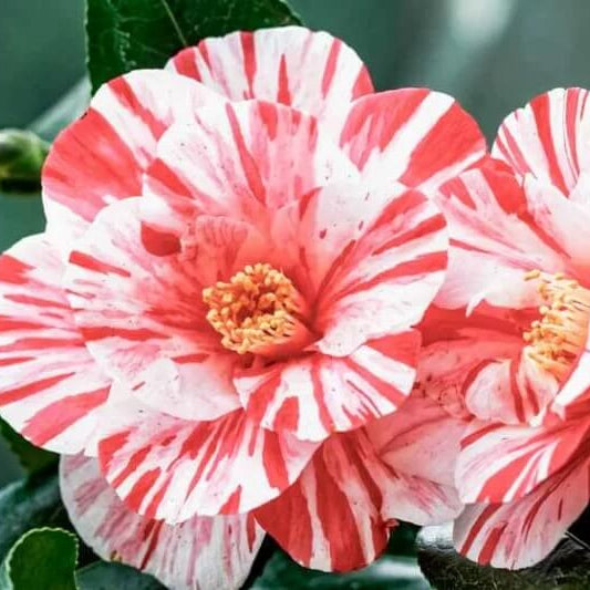 White Light Red Camellia Seeds 