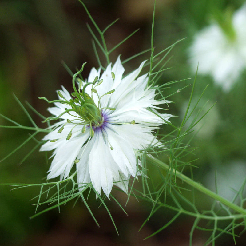 White Love-in-a-Mist Seeds - Heirloom Flower Plant for Home Gardens