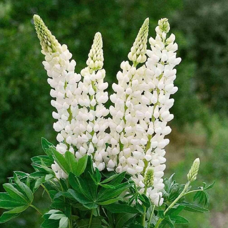 White Lupine Seeds - Flower Plant