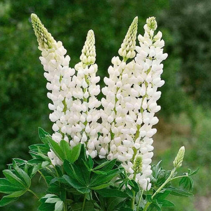 White Lupine Seeds - Flower Plant
