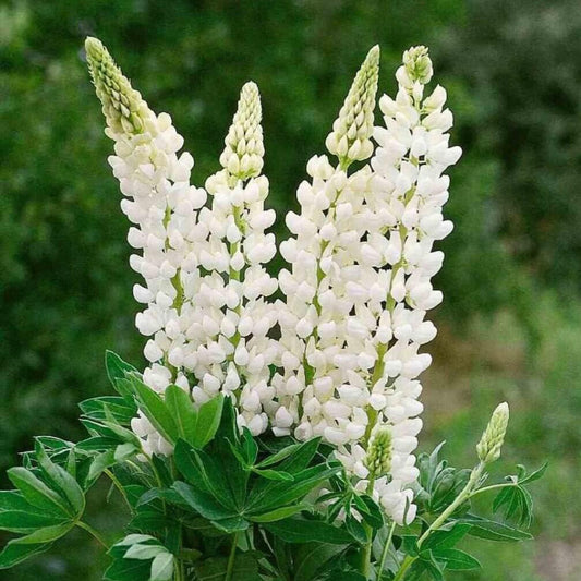 White Lupine Seeds - Flower Plant