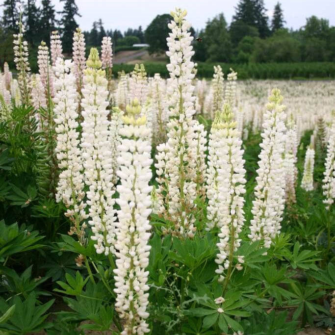 White Lupine Seeds - Flower Plant