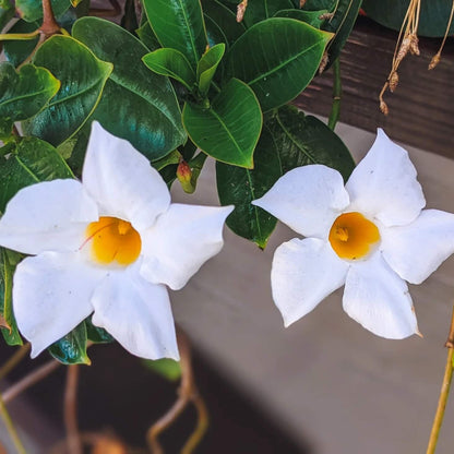 White Mandevilla Seeds