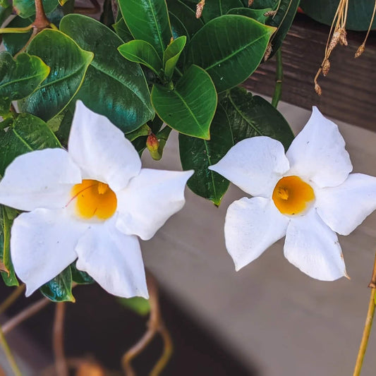 White Mandevilla Seeds