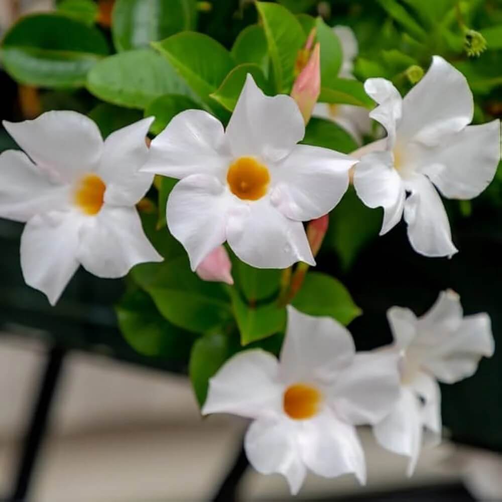 White Mandevilla Seeds
