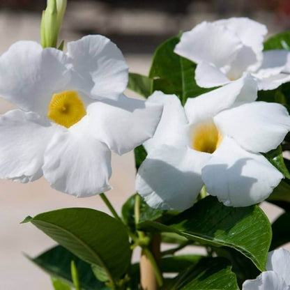 White Mandevilla Seeds