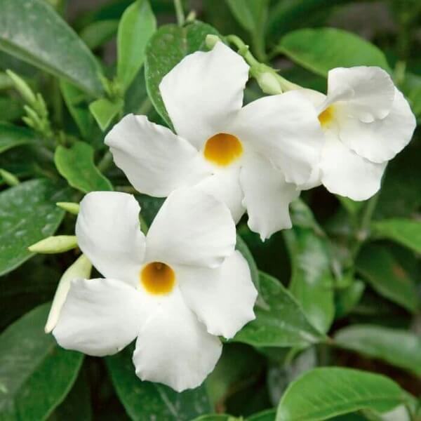 White Mandevilla Seeds 