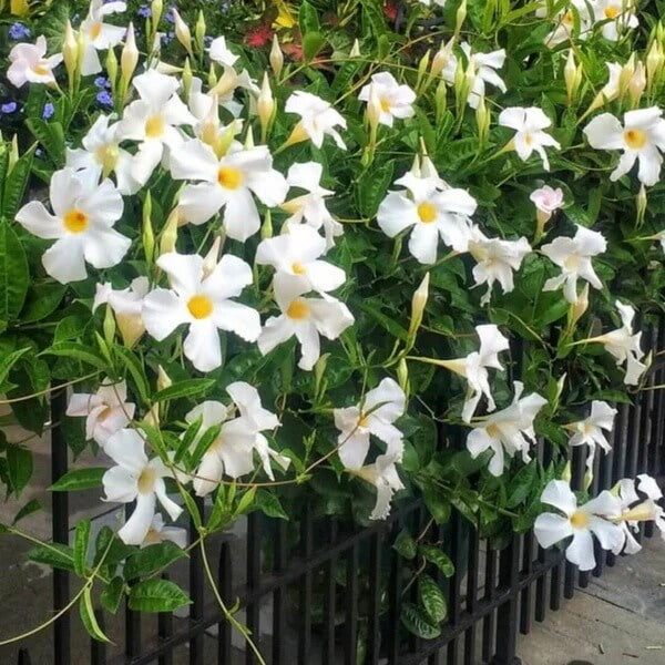 White Mandevilla Seeds 