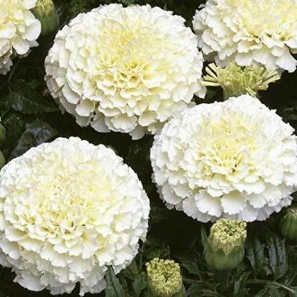 White Marigold Seeds - Flower Plant