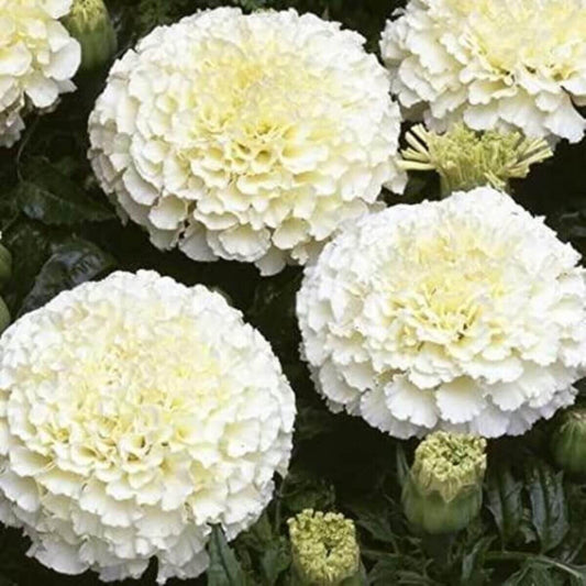 White Marigold Seeds - Flower Plant