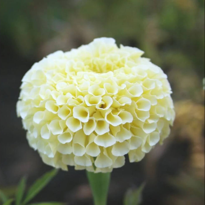 White Marigold Seeds - Flower Plant
