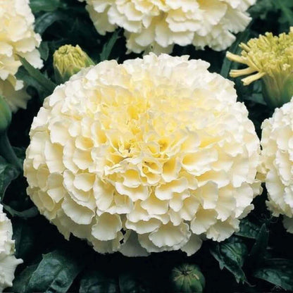 White Marigold Seeds - Flower Plant