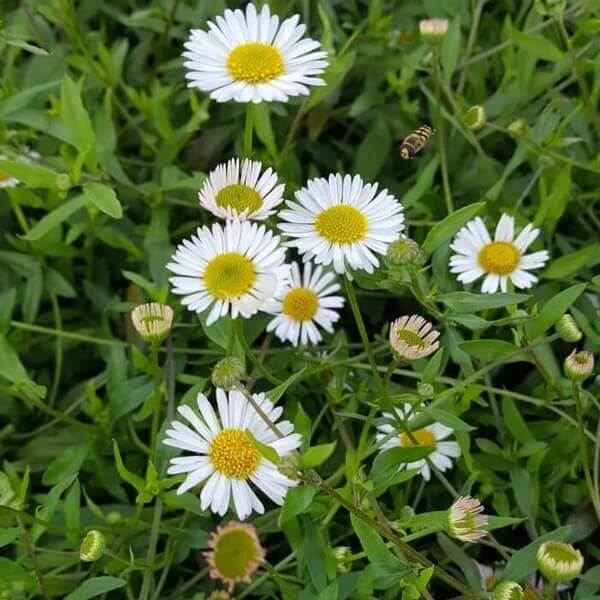 White Mexican Fleabane Seeds - Flower Plant