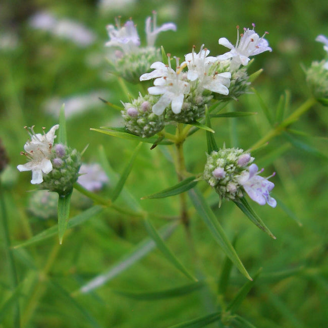 White Mountain Mint Seeds - Flower Plant