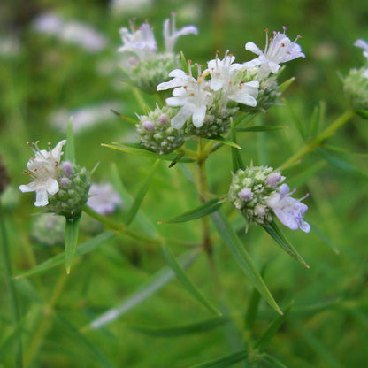 White Mountain Mint Seeds - Flower Plant