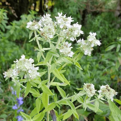 White Mountain Mint Seeds - Flower Plant