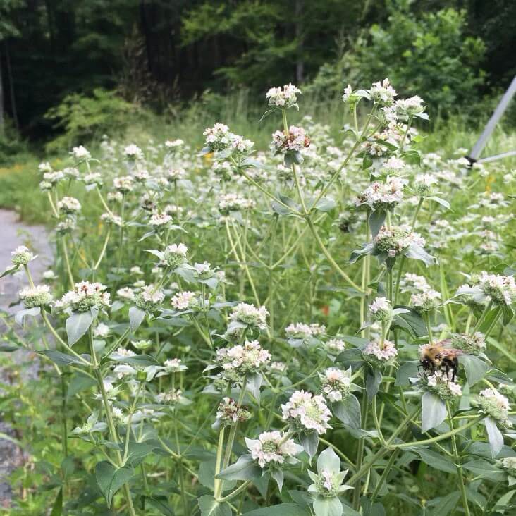 White Mountain Mint Seeds - Flower Plant