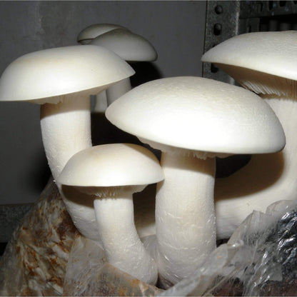 White Mushroom Seeds