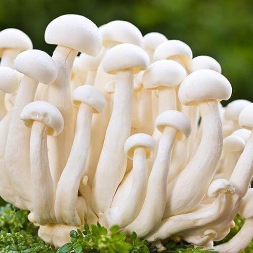 White Mushroom Seeds