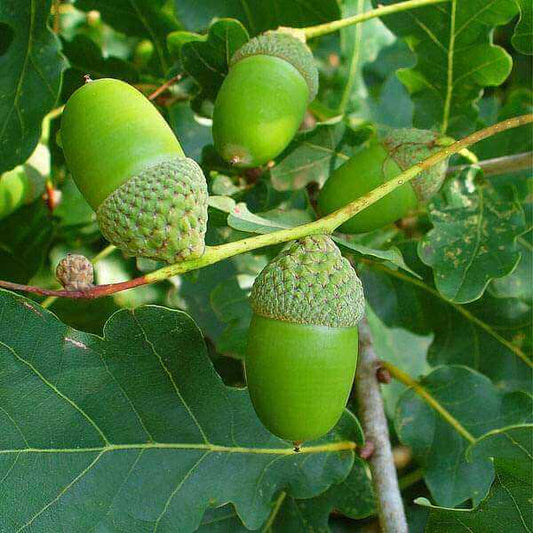 White Oak Tree Seeds 