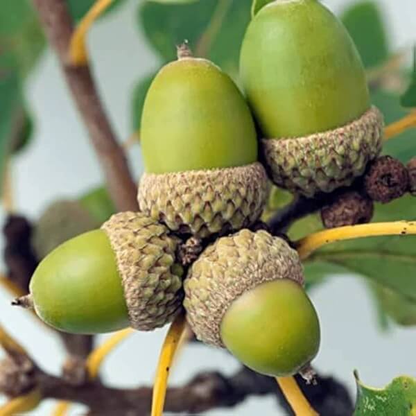 White Oak Tree Seeds 
