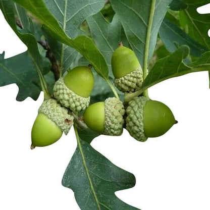 White Oak Tree Seeds 