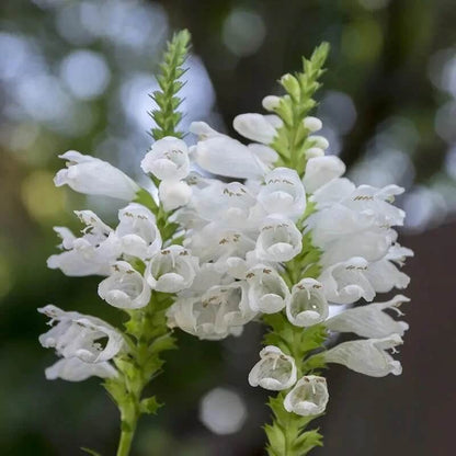 White Obedient Plant Seeds