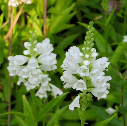 White Obedient Plant Seeds
