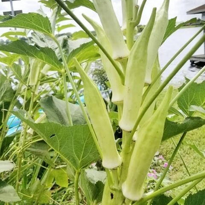 White Okra Seeds