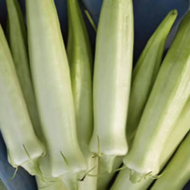 White Okra Seeds