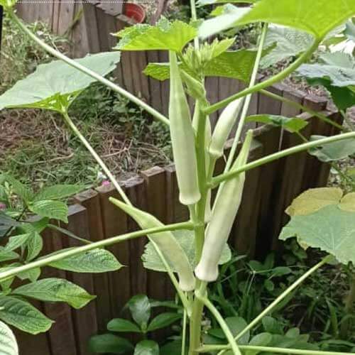 White Okra Seeds