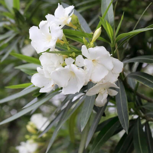 White Oleander Seeds - Flower Plant for Home Gardens