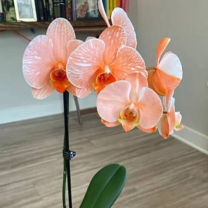 White Orange Orchid Seeds