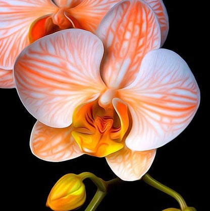 White Orange Orchid Seeds