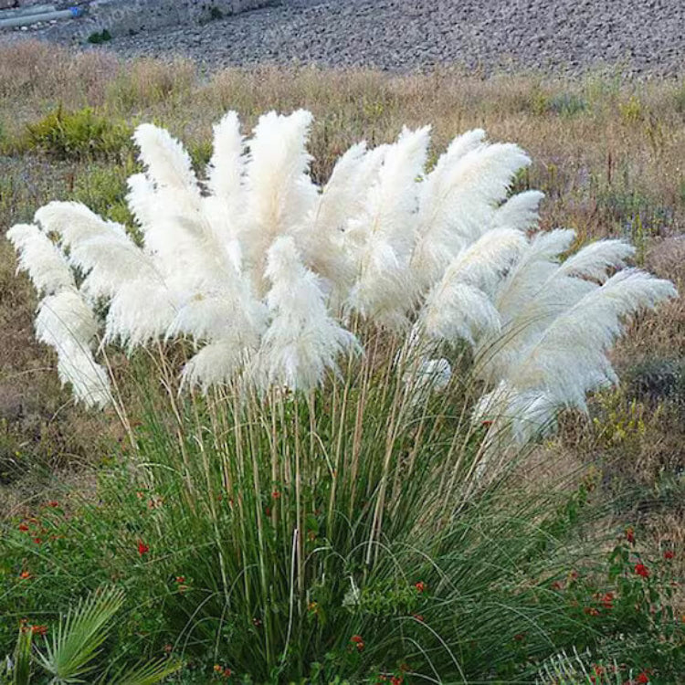 White Pampas Grass Seeds - Flowering Grass Seeds for Home Gardens