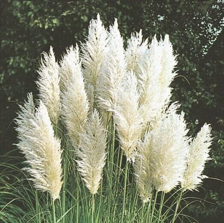 White Pampas Grass Seeds - Flowering Grass Seeds for Home Gardens