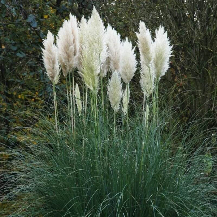 White Pampas Grass Seeds - Flowering Grass Seeds for Home Gardens