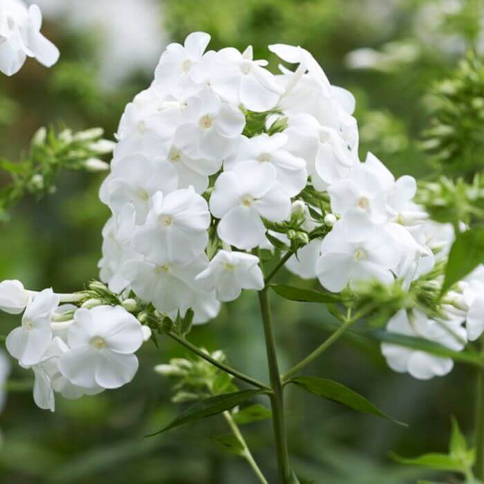 White Phlox Seeds 