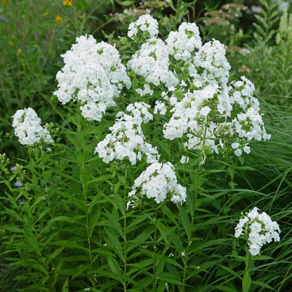 White Phlox Seeds 