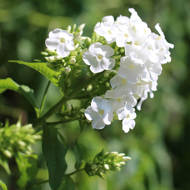 White Phlox Seeds 