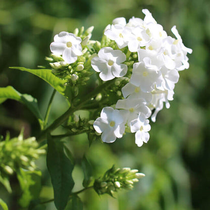 White Phlox Seeds 