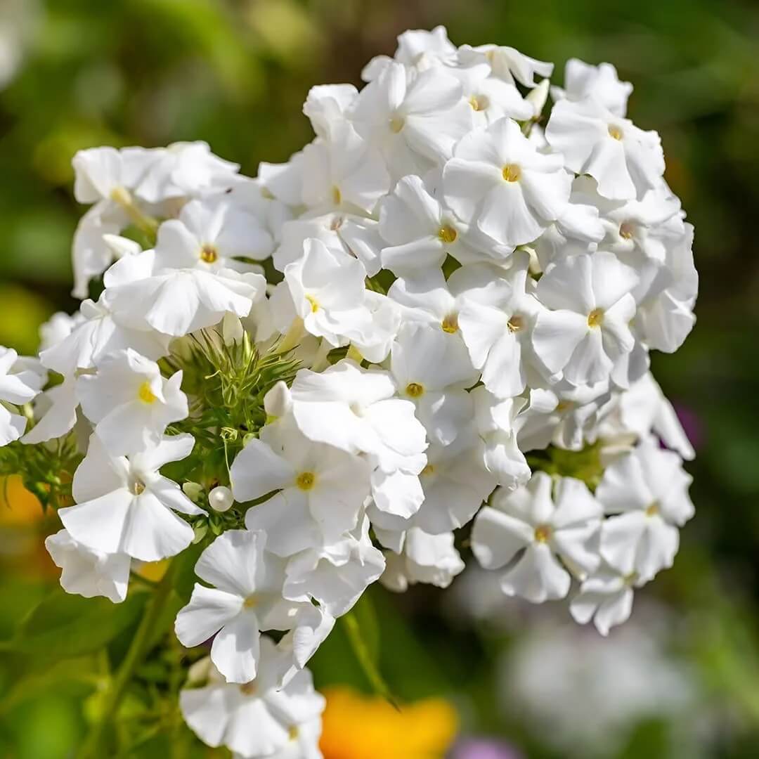 White Phlox Seeds 